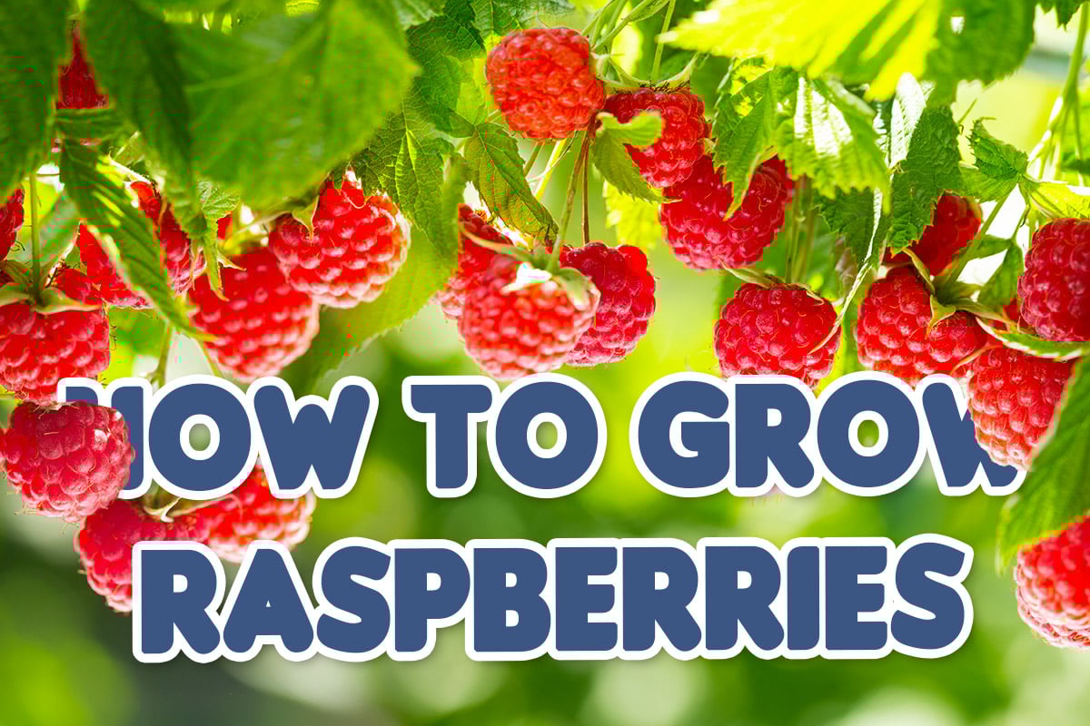 How to grow raspberries