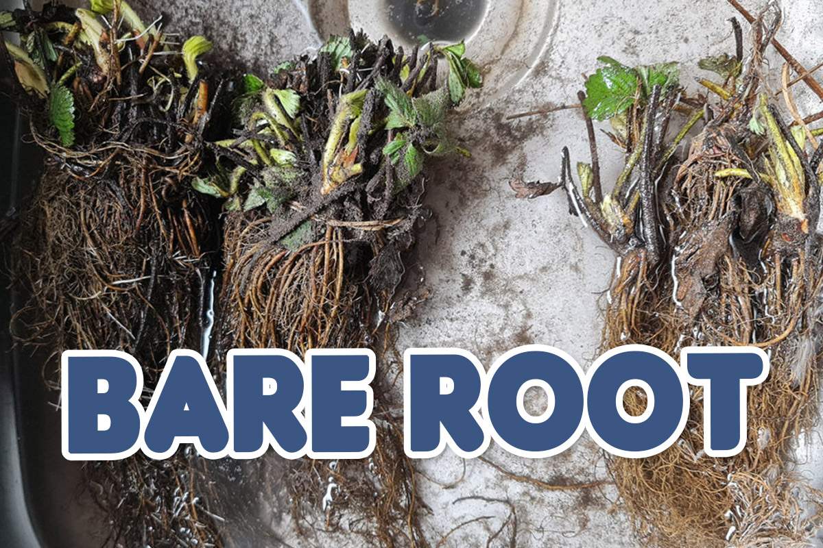 How to plant bare root strawberries
