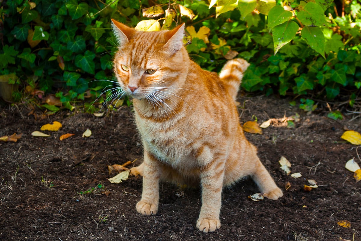 Keep cats off your garden beds