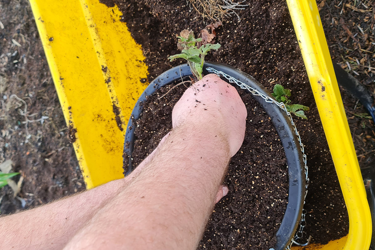How I Plant Up My Strawberry Hanging Baskets Patient Gardener