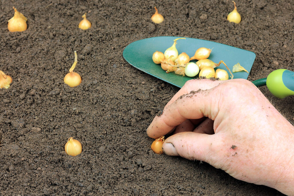 How To Plant Onion Sets In The Spring Patient Gardener