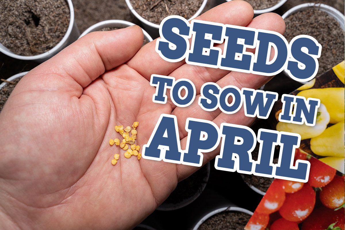 Seed to sow in april