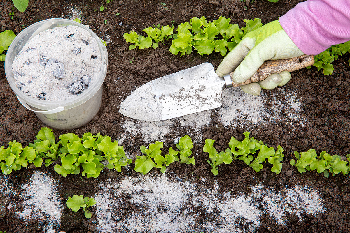 How to Use Wood Ash in the Garden Patient Gardener