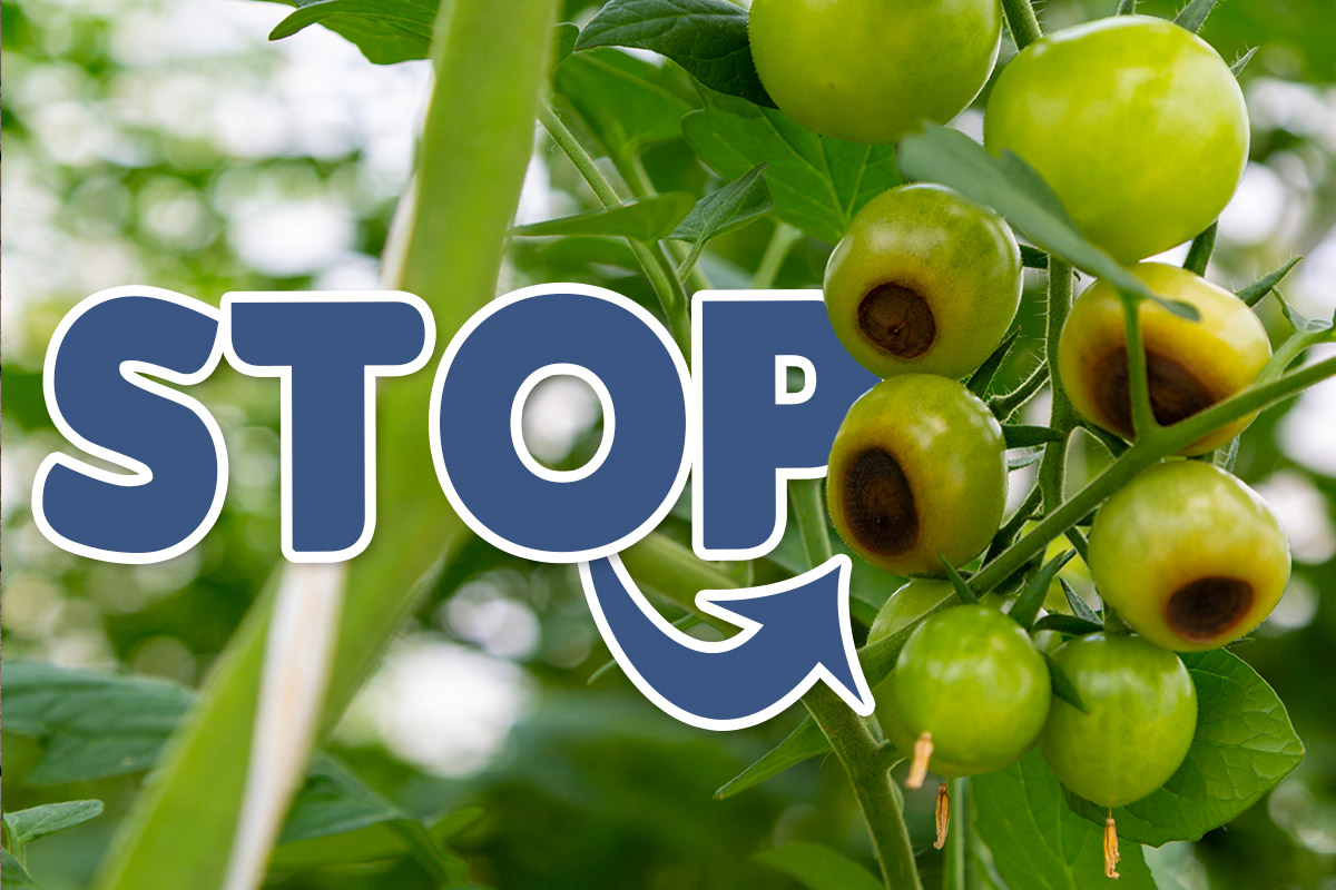 Stop Tomato Blossom End Rot