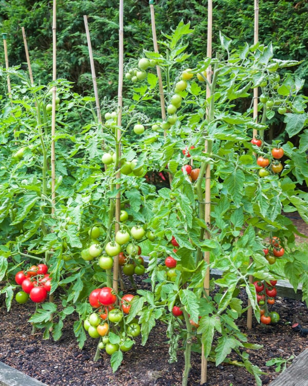 Can I Use Builders Sand In My Garden? - Patient Gardener