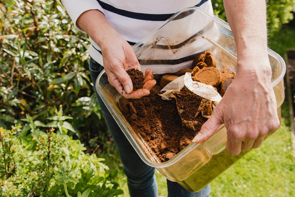 Using coffee grounds in the garden