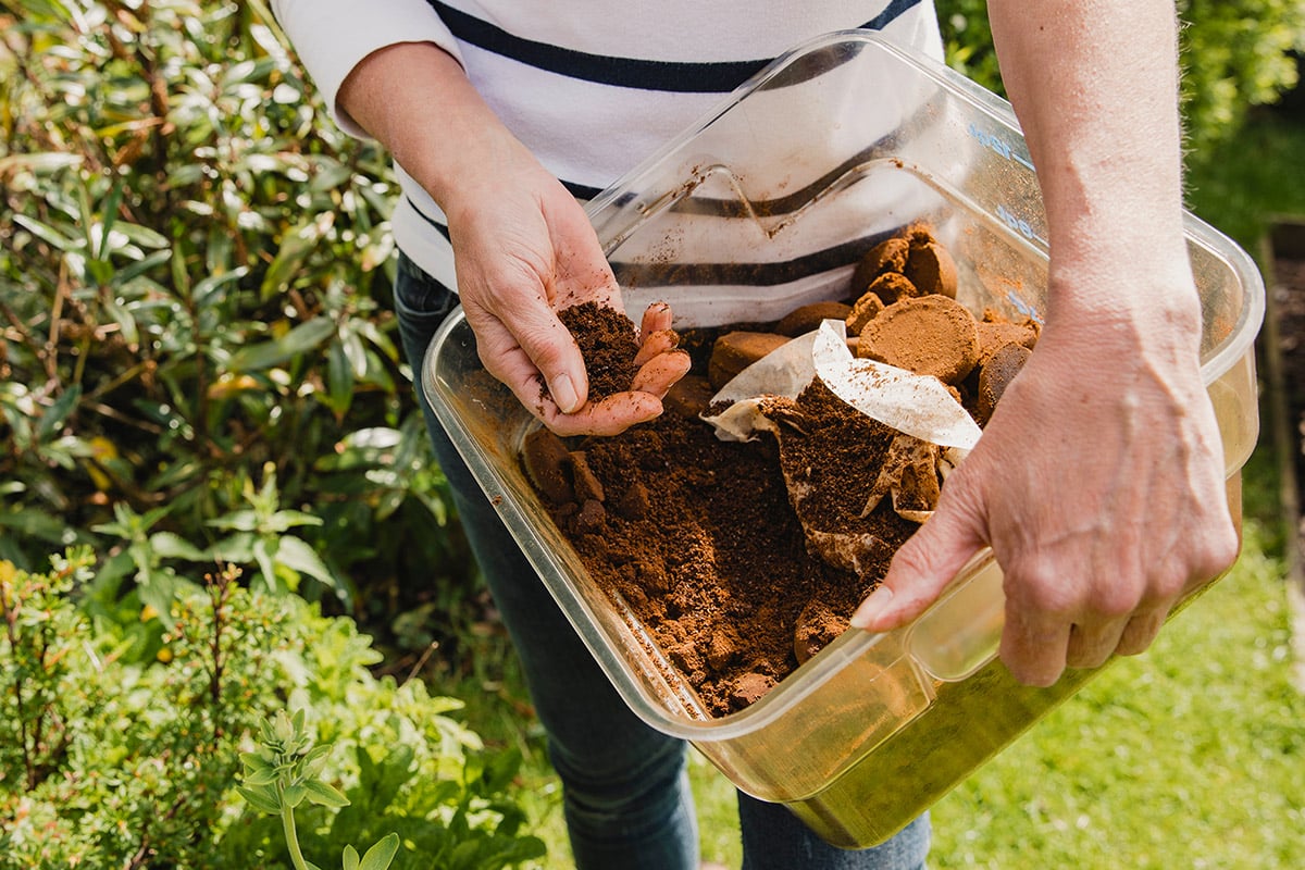 Using coffee grounds in the garden