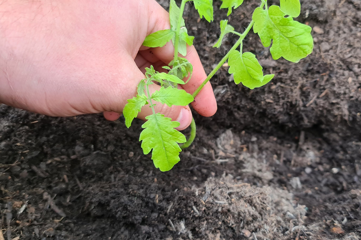 7 Steps For Seed Transplanting Success