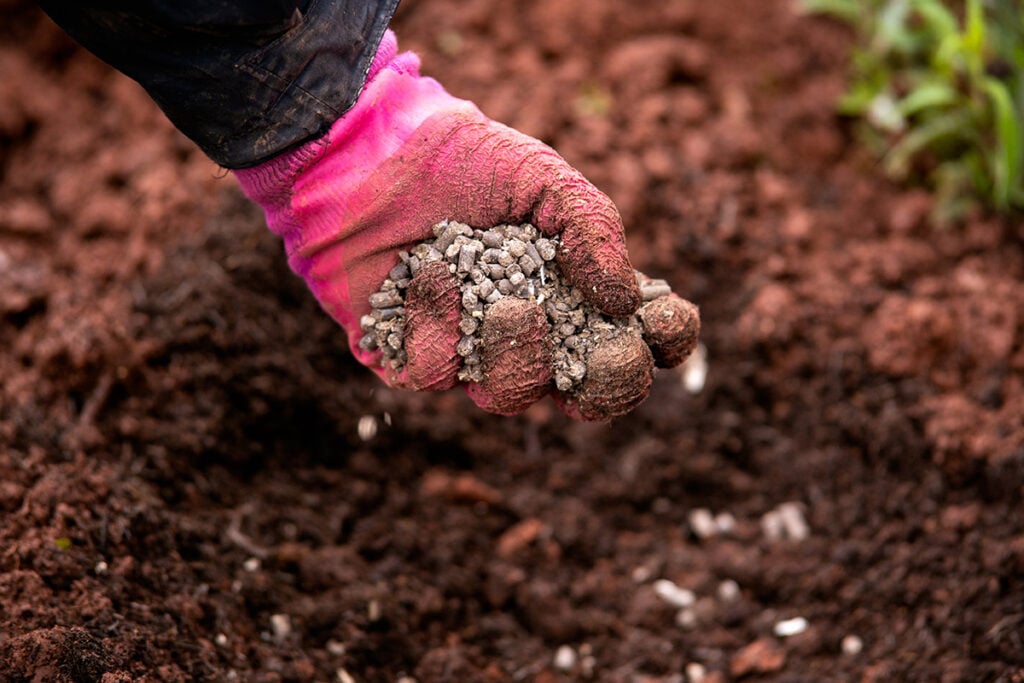 Chicken Manure