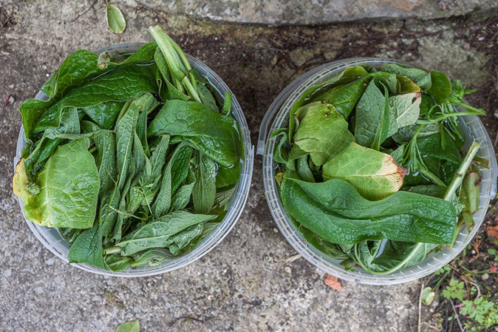 Comfrey tea