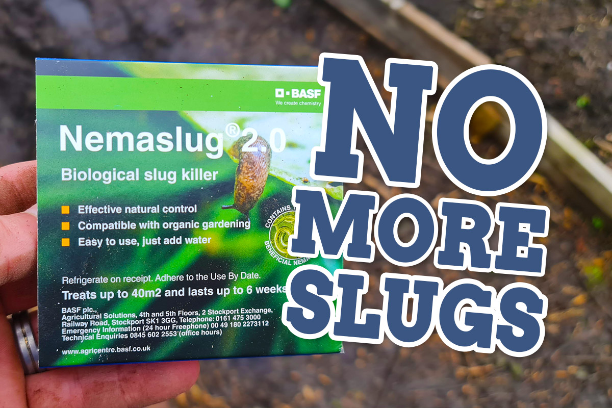 How to use slug nematode