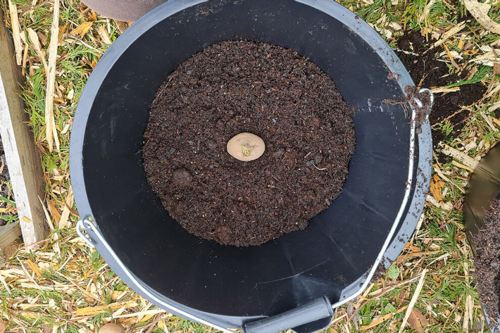 How To Grow Potatoes In Buckets Patient Gardener