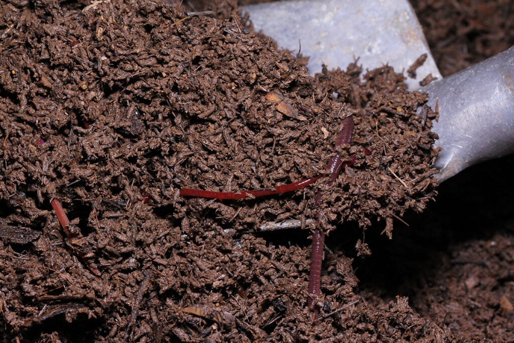 Worm Castings