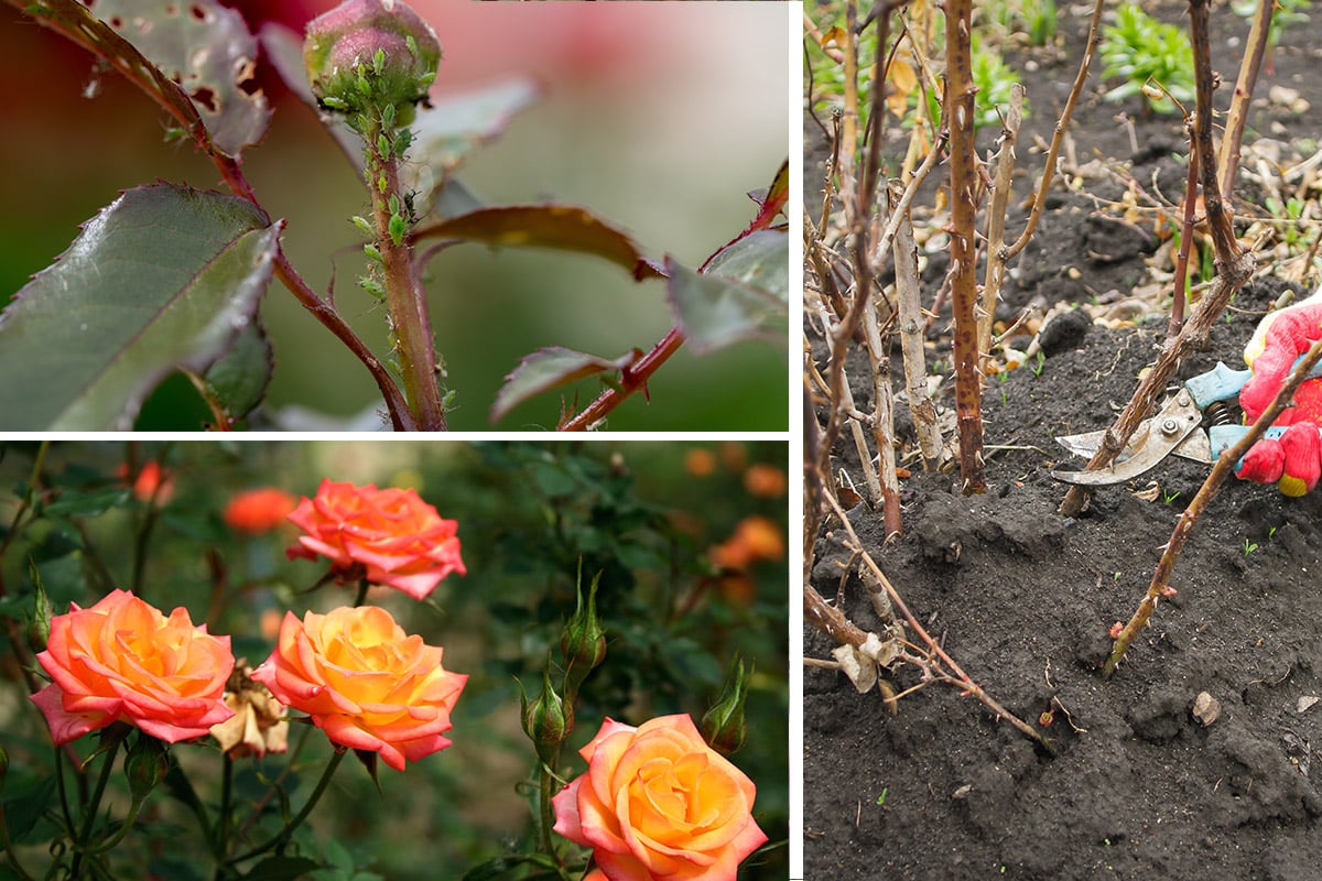 7 top tips for beautiful roses