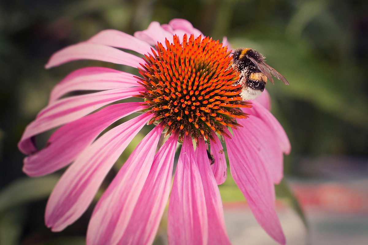 Bee on echinacea