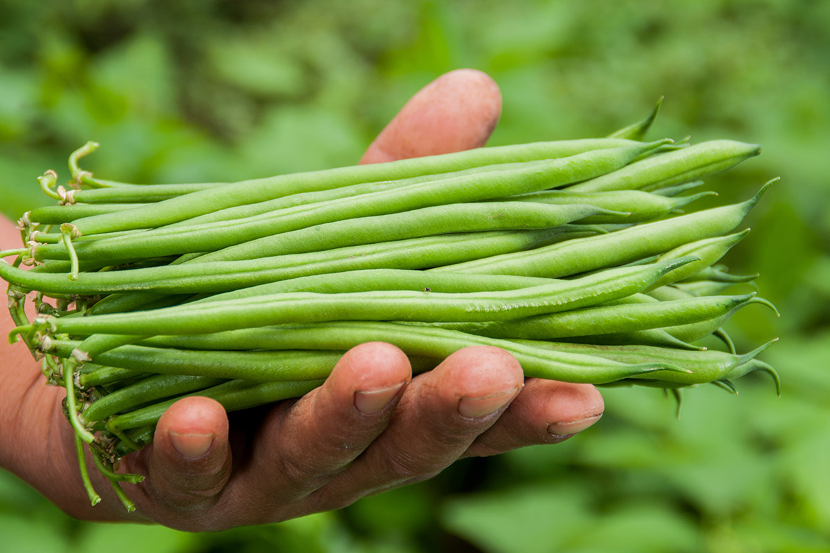 Veg Seeds To Sow In July Patient Gardener