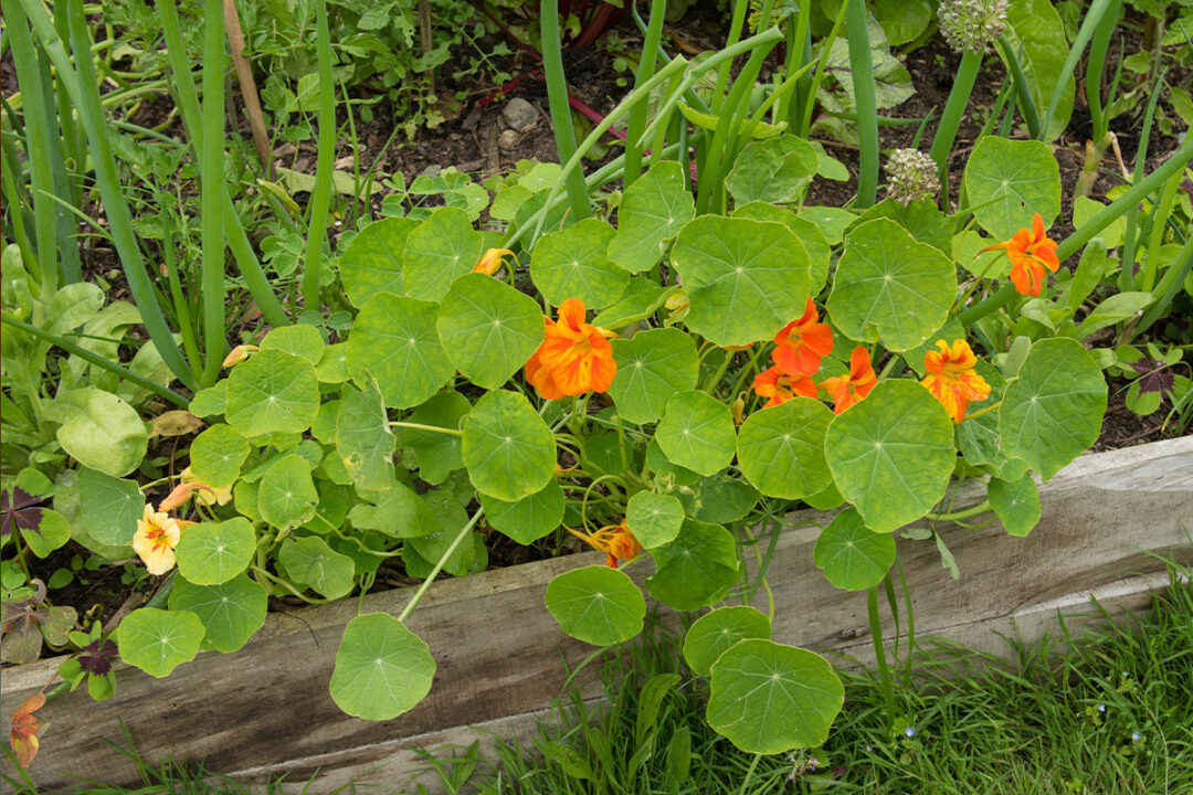 4 Great Reasons to Grow Nasturtiums in Your Veg Garden Patient Gardener