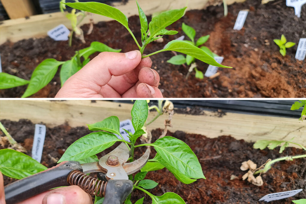 How to Grow Peppers from Seed Indoors - Patient Gardener