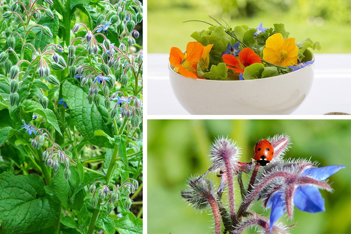 Reason to grow borage
