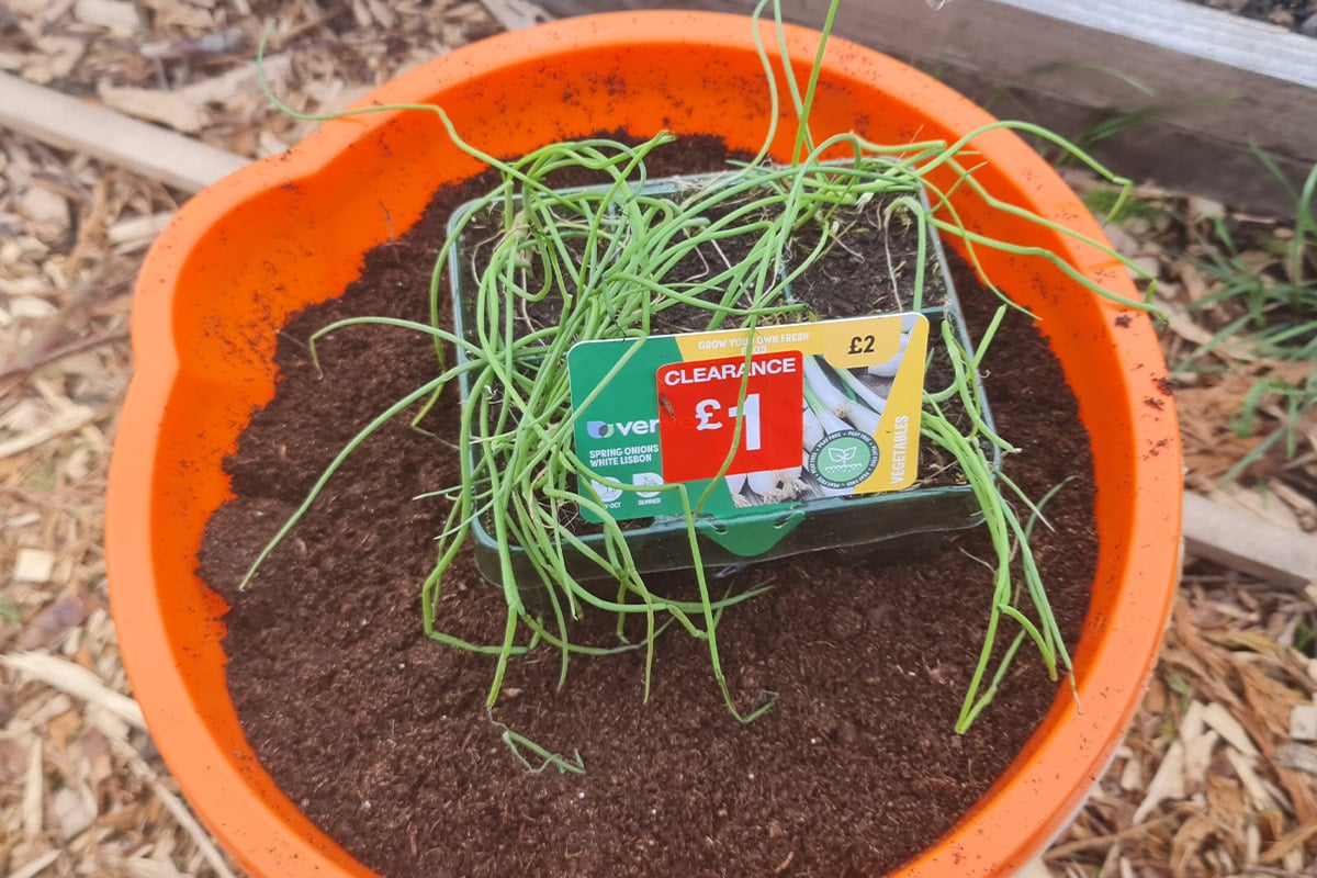 The Spring Onions I Rescued
