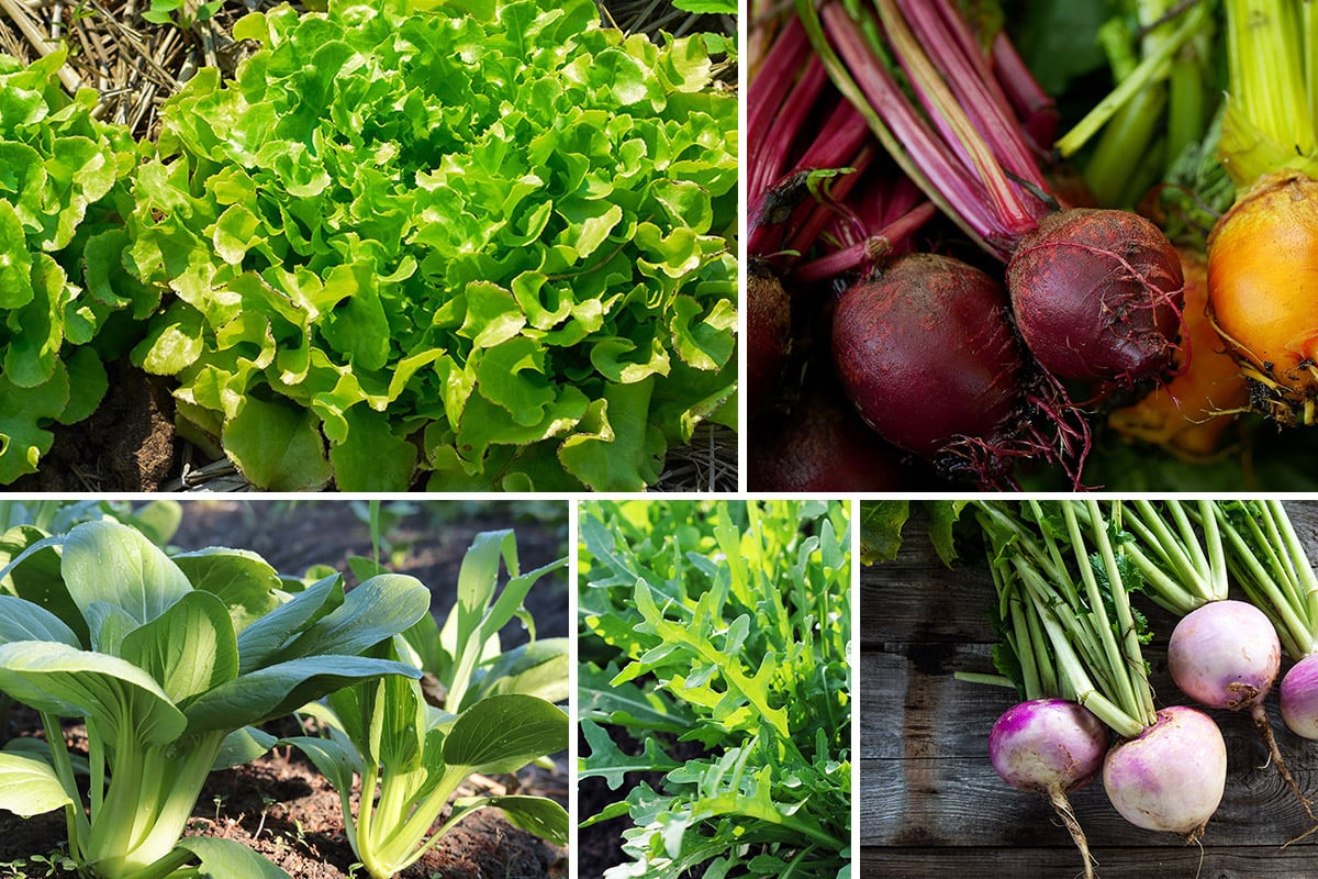 11 crops perfect for succession planting