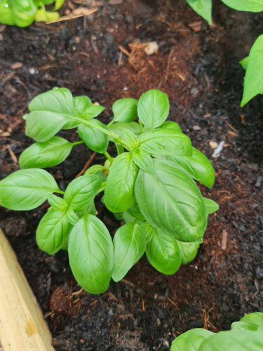 How To Prune Basil - Patient Gardener
