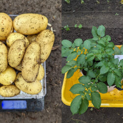 Cutting seed potatoes in half