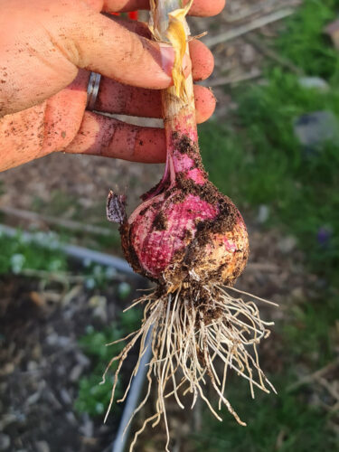 How To Tell When Your Garlic Is Ready - Patient Gardener