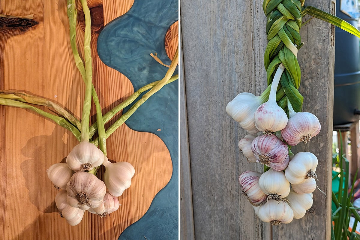 How to braid garlic 2