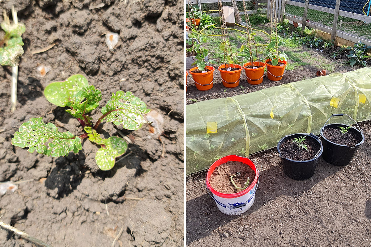 How to get rid of flea beetle