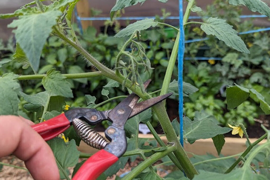 Topping Tomatoes Patient Gardener