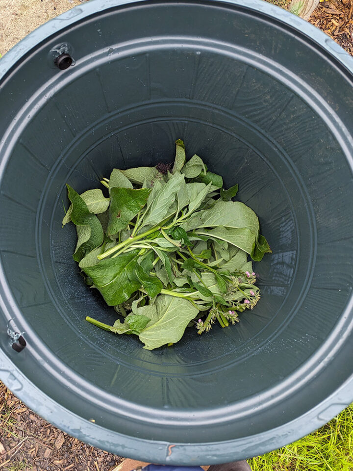 Chuck Tea How To Make Comfrey Tea - Patient Gardener