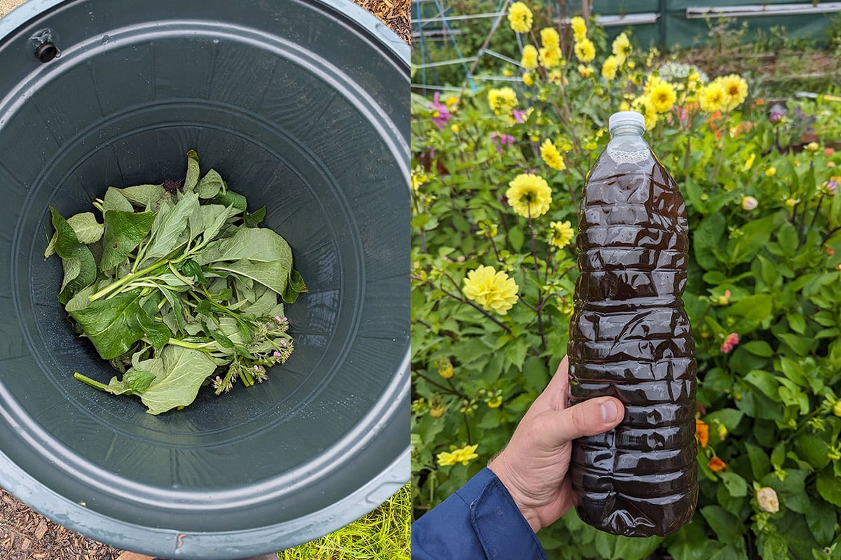 Comfrey Tea