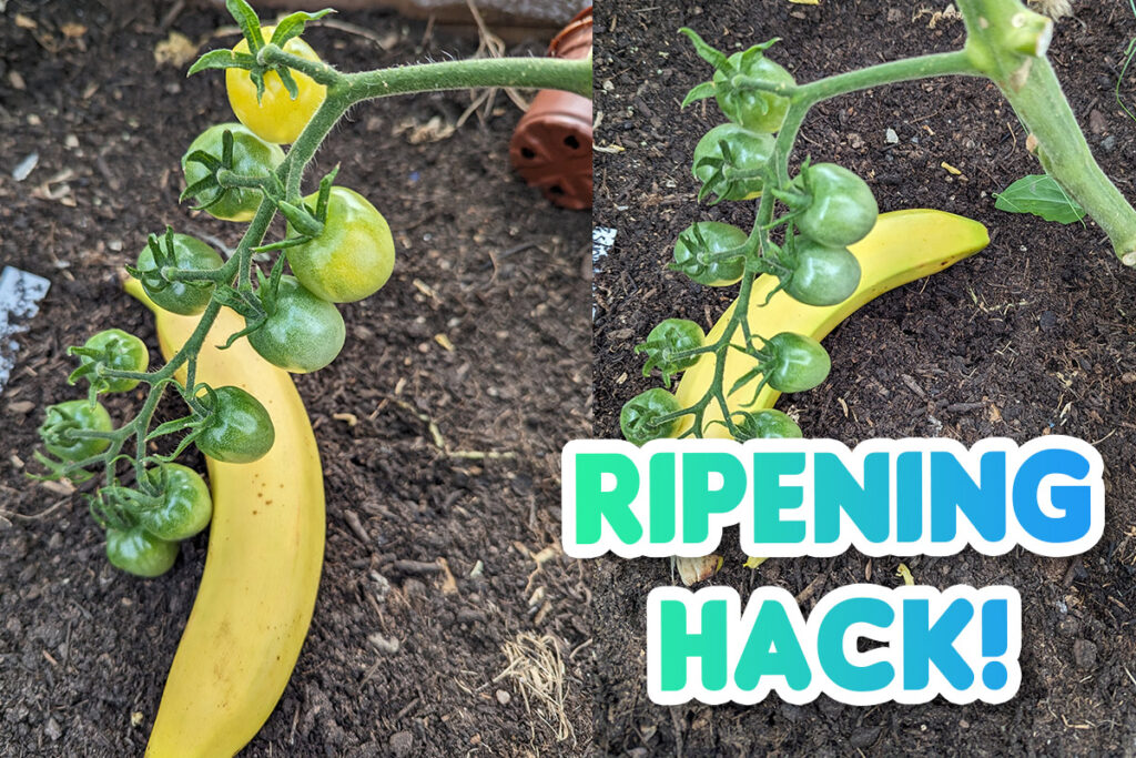 Ripen Tomatoes With A Banana
