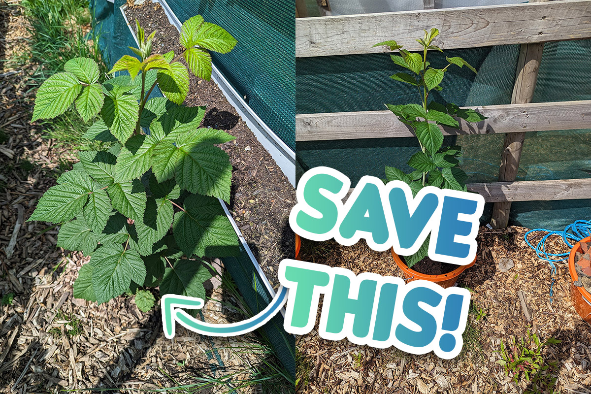Saving raspberry plants