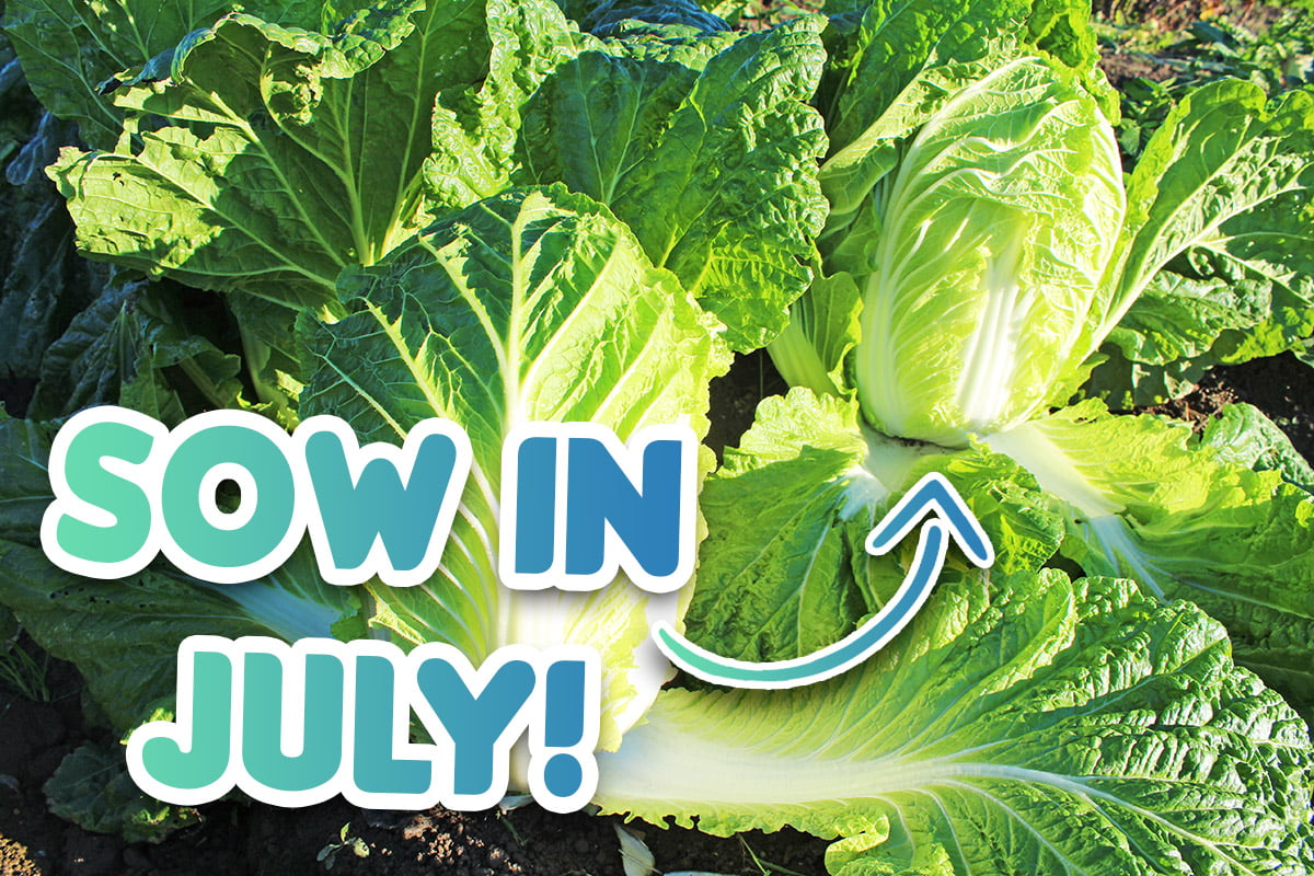 Veg Seeds To Sow In July