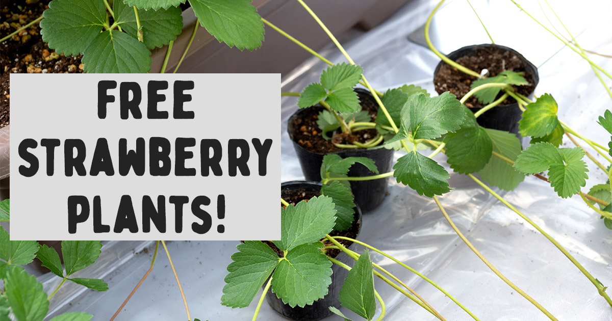 Free Strawberry Plants