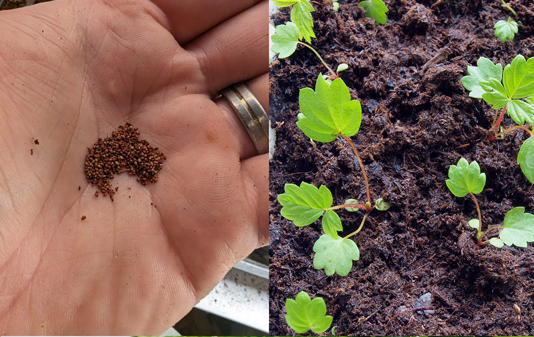 Grow Strawberries From Seed
