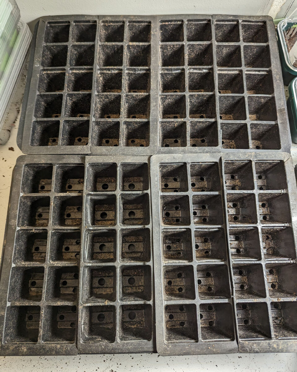 Zone Module Tray How To Sow Onions Right Now! - Patient Gardener