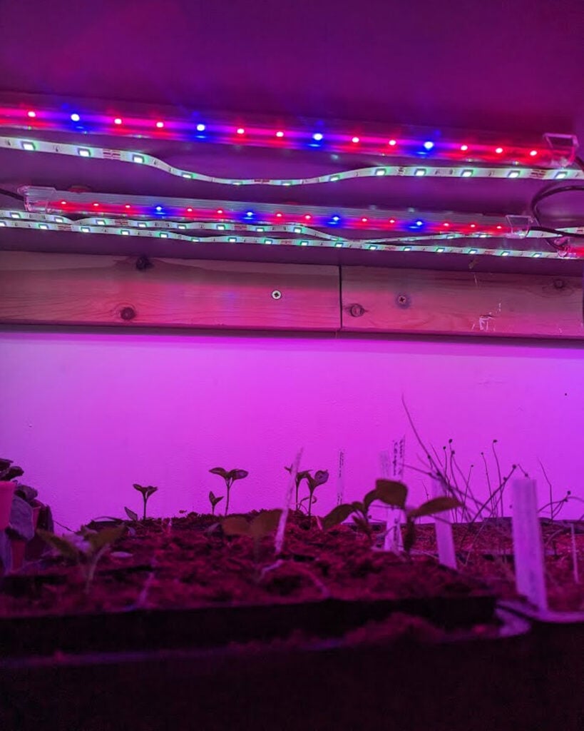 My Purple Lights