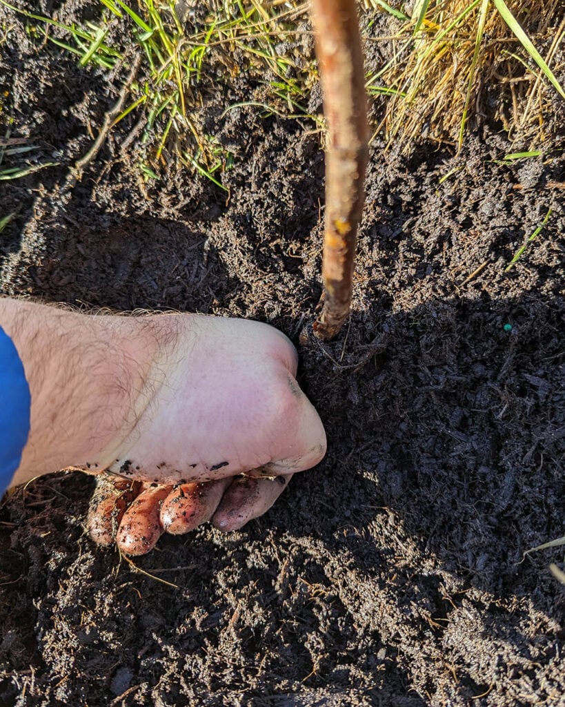Backfill with compost and firm down strongly