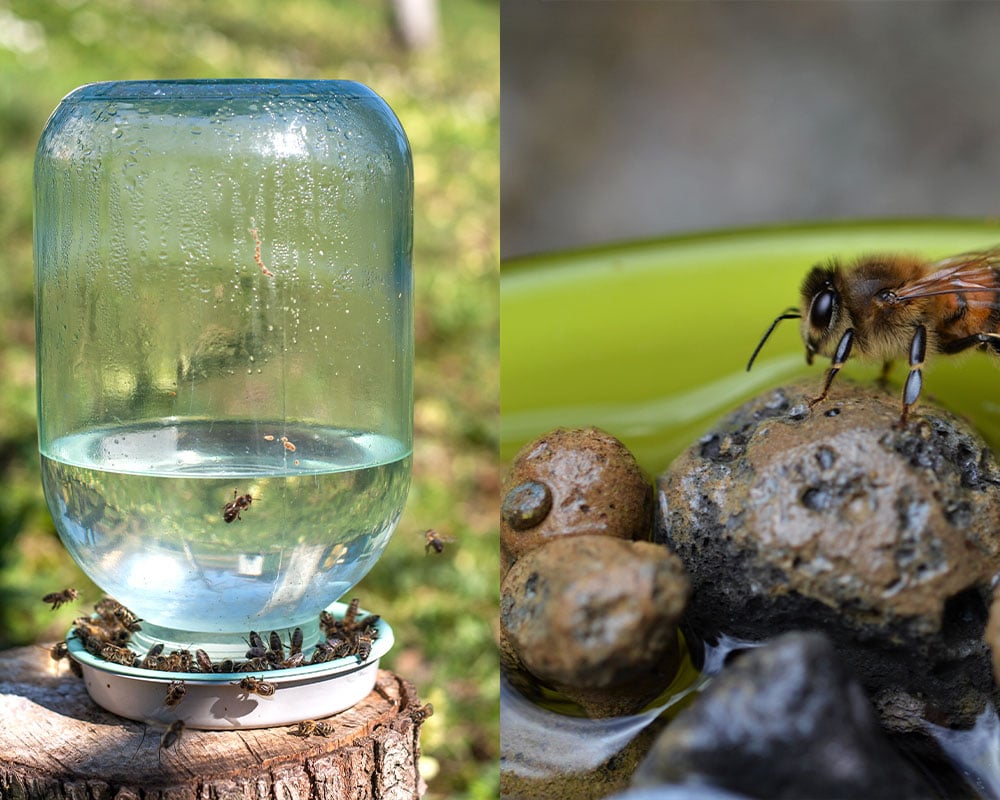 Bee Watering Station