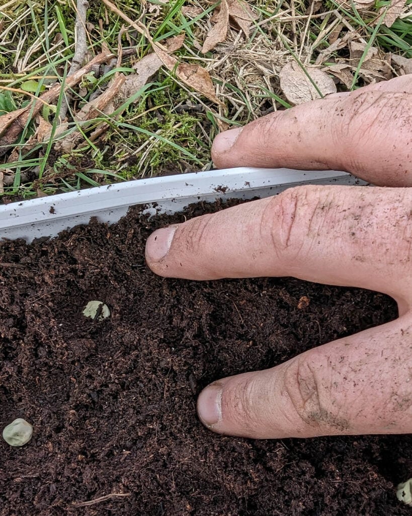 Press firmly into the soil