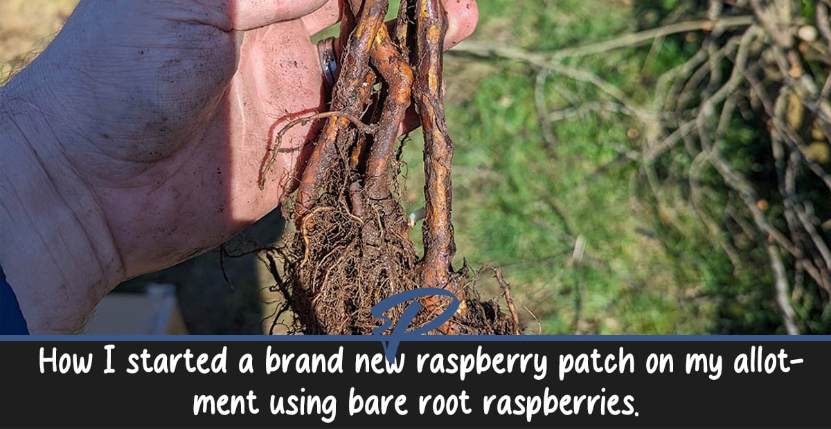 Raspberry Patch