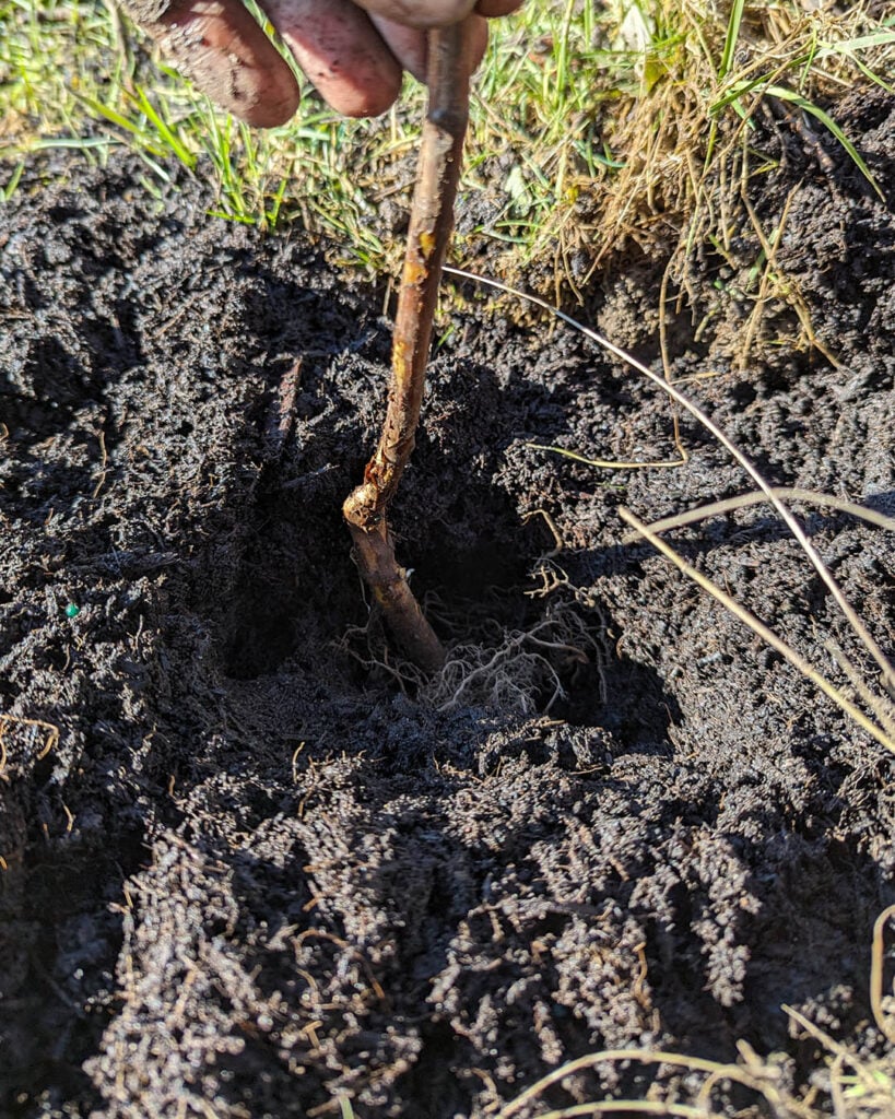 dig a hole and pop the root in