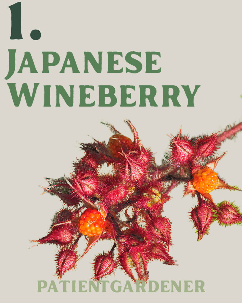 Japanese Wineberry