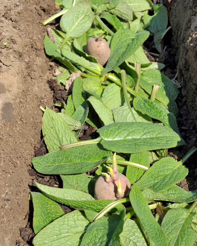 Planting in a trench with comfrey leaves