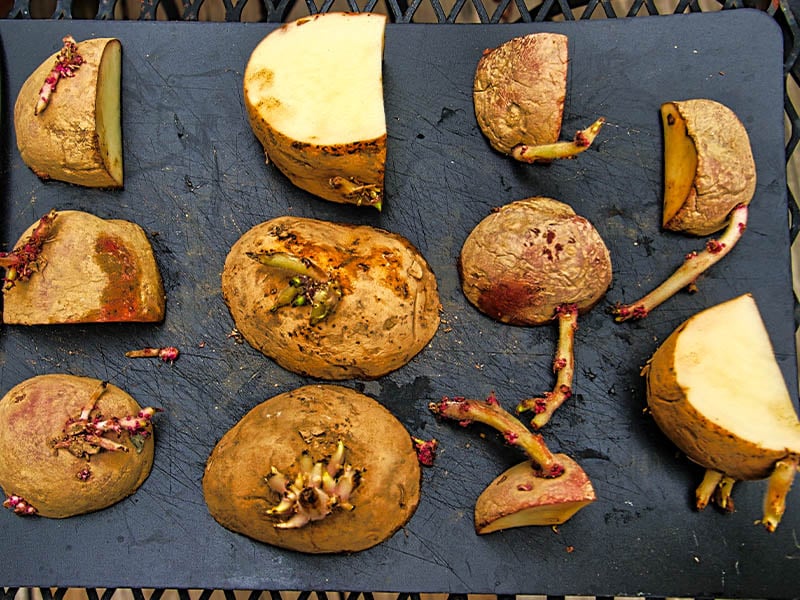 cutting a seed potato