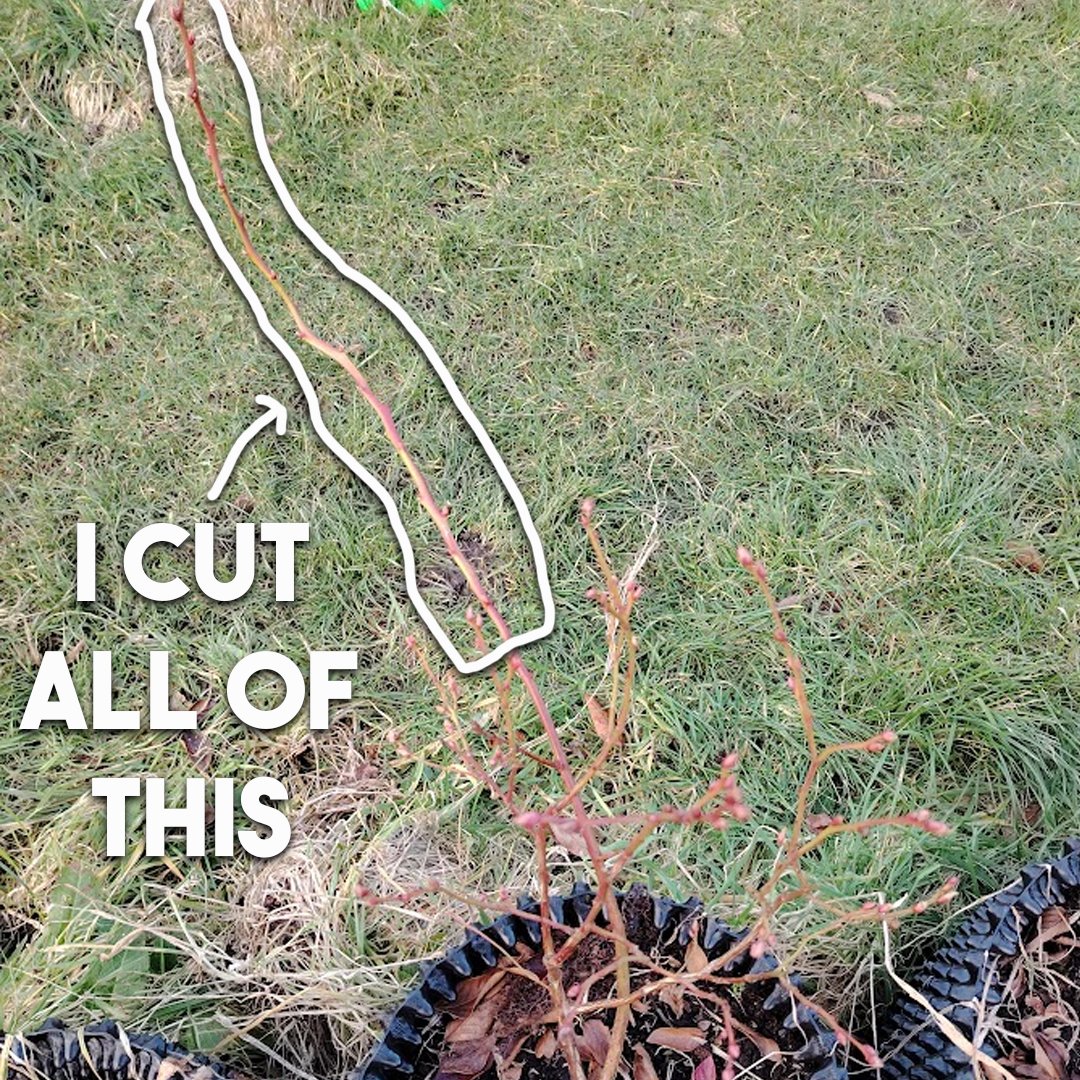 How to prune blueberry bushes patient gardener