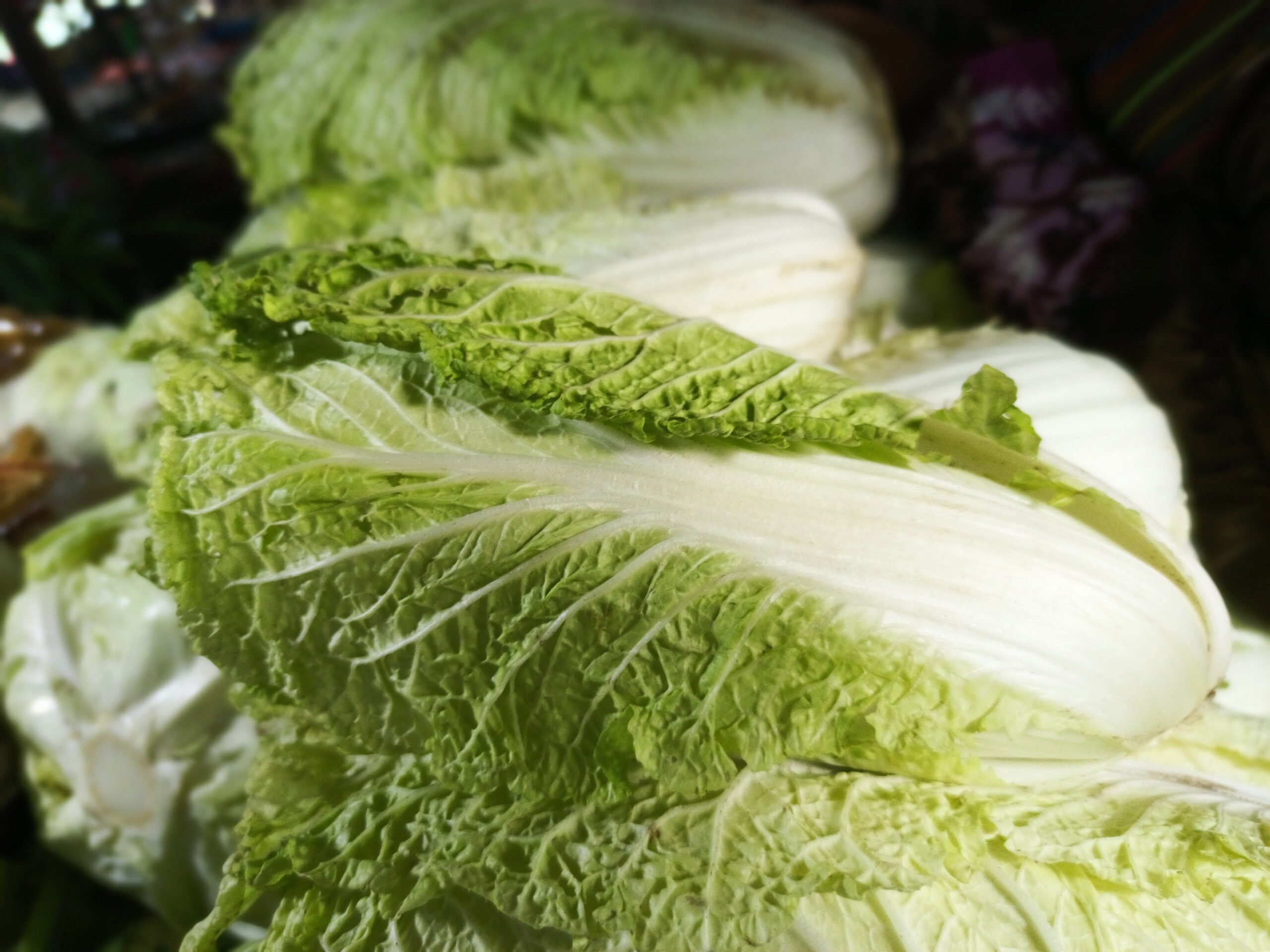 Chinese Cabbage Michihili